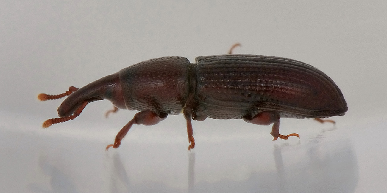 Melicius gracilis - Curculionidae